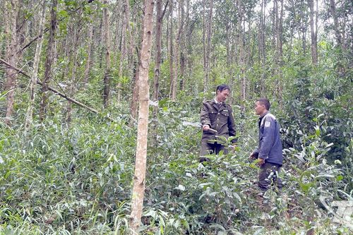 Phối hợp chặt chẽ để bảo vệ rừng