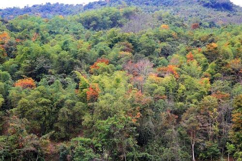 Nghệ An: Giao hơn 200.000ha đất rừng cho hộ gia đình và cộng đồng quản lý