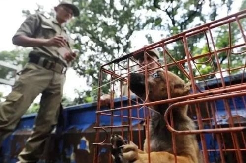 Thủ đô của Indonesia cấm bán và tiêu thụ thịt chó, mèo