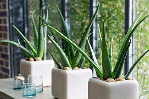 7 loại cây cảnh vừa có ý nghĩa phong thủy vừa là máy lọc không khí