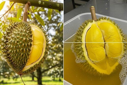 Sầu riêng chín cây và chín ép nhận biết thế nào?