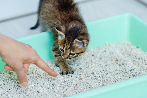 Cách dạy mèo đi vệ sinh đúng chỗ