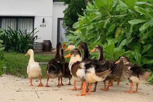 Tin mới về đàn vịt 'lạc trôi' theo lũ dữ đến resort 5 sao ở Nha Trang