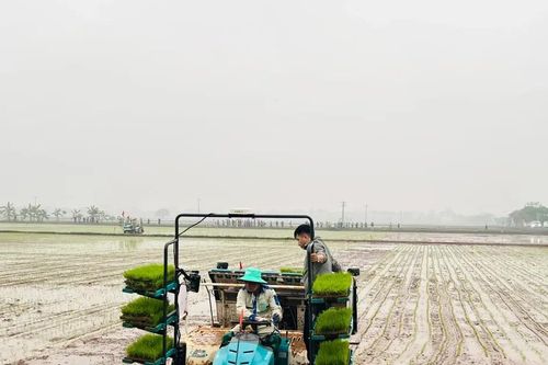 Quỹ Khuyến nông Hà Nội: Đồng hành cùng nông dân làm chủ kỹ thuật