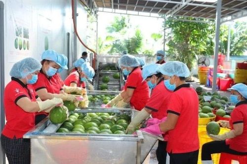 Thúc đẩy hợp tác nông sản và năng lượng rác Việt Nam-Trung Quốc