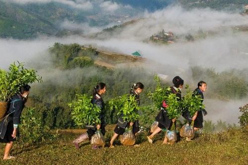 Lâm nghiệp, nền tảng vững chắc cho an ninh sinh thái và tăng trưởng xanh
