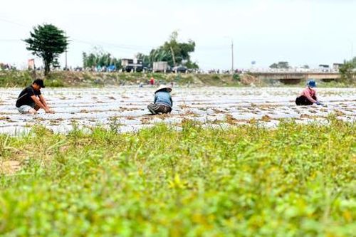 Giúp người dân khôi phục sản xuất
