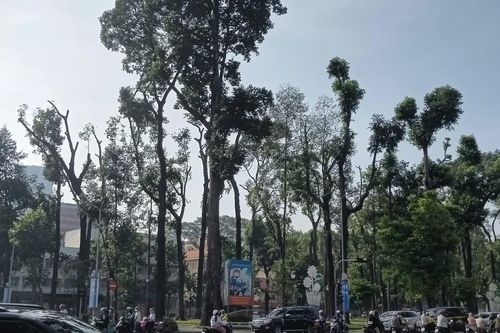 Tiếc nuối khi nhiều cây xanh ở TPHCM bị cắt tỉa trơ trụi