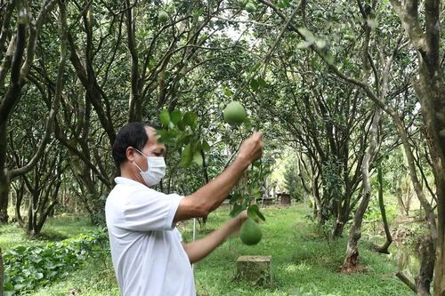Đồng Tháp: Gần 14.200 ha cây ăn trái phục vụ thị trường Tết Bính Ngọ 2026