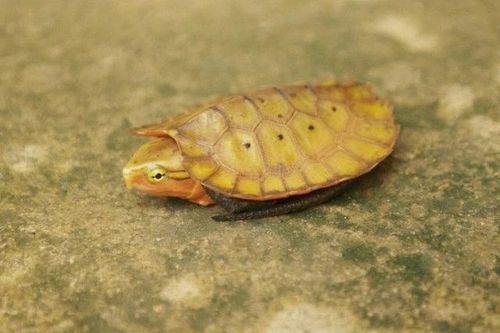 Những động vật lần đầu xuất hiện ở Thanh Hóa quý hiếm cỡ nào?