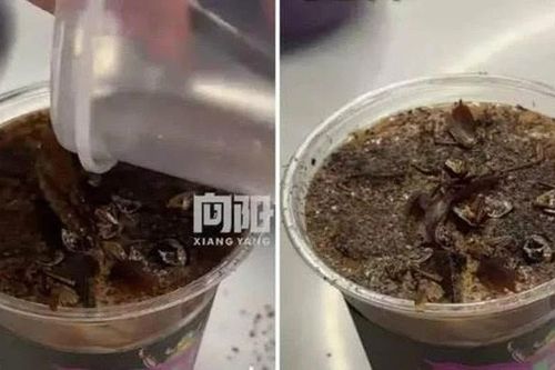 Ly cà phê 'rùng rợn' từ bột gián và ấu trùng sâu vàng khiến du khách tò mò