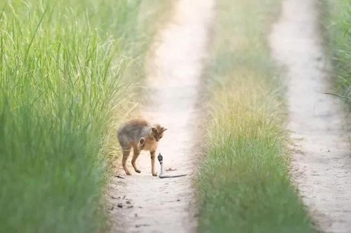 Khoảnh khắc động vật hoang dã ấn tượng trong cuộc thi Nature inFocus 2025