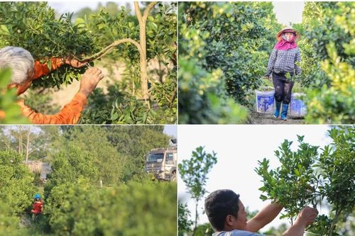 Làng quất lớn nhất xứ Thanh 'chạy đua' cho vụ Tết