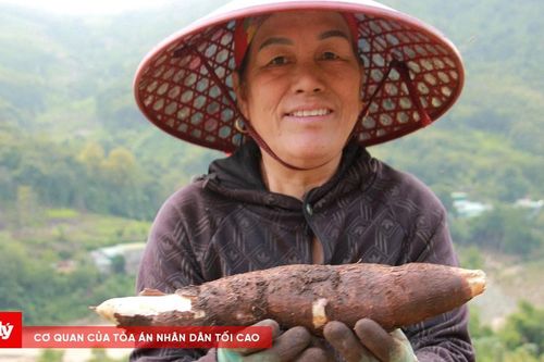Mường Lát rộn ràng mùa sắn vàng