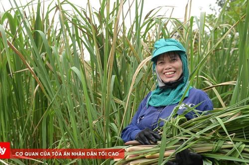 Người dân ở Ninh Bình phấn khởi thu hoạch đặc sản mỗi năm chỉ có một vụ