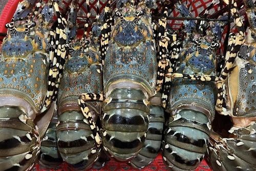 Trung Quốc 'khoái' tôm hùm xanh, Việt Nam thu hơn 700 triệu USD