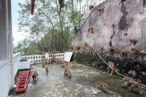 Kỳ lạ: Hàng trăm con khỉ tràn xuống núi trước mắt du khách