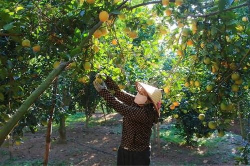 Bắc Ninh: Thu hoạch hơn 4 nghìn tấn cam, bưởi