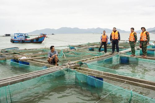 Thu hoạch thủy sản, gia cố lồng bè 'chạy bão'