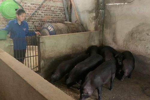 Nữ bí thư chi đoàn làm kinh tế giỏi