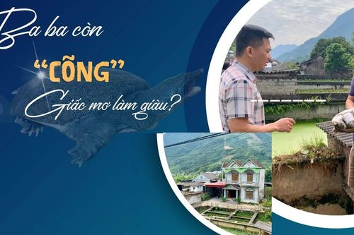 Ba ba còn 'cõng' giấc mơ làm giàu?