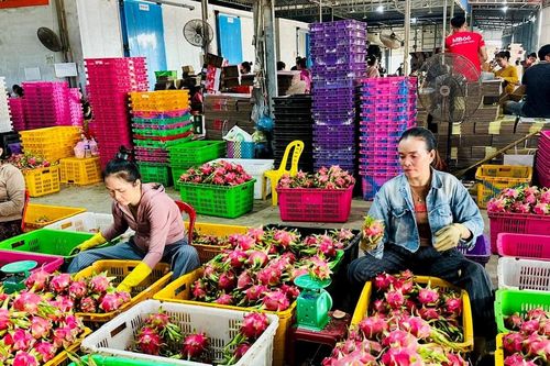 Hiếm hàng, thanh long chong điện tại Lâm Đồng tăng giá cao