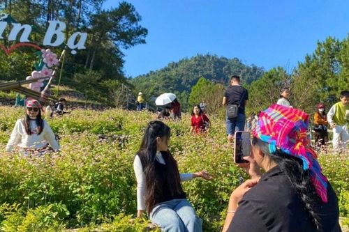 Hà Giang tháng 11: Săn mây và lạc giữa mùa hoa tam giác mạch