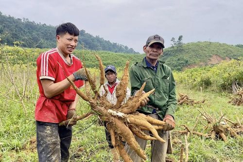 Bà con bản Cáo được mùa sắn