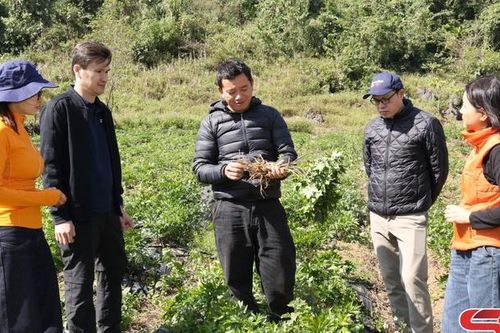 Giám sát hiệu quả phát triển vùng dược liệu hàng hóa Sơn La