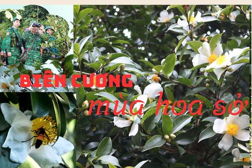 Biên cương mùa hoa sở