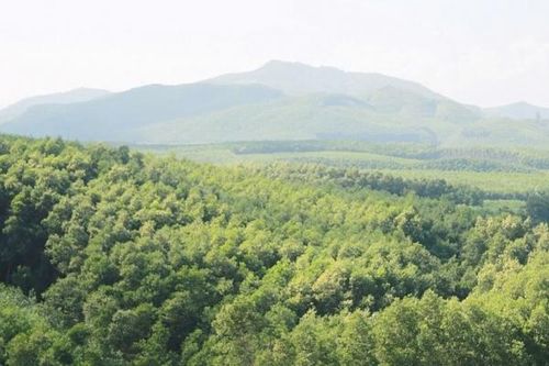 Lâm nghiệp ngày càng khẳng định là ngành kinh tế quan trọng