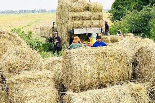 Rơm rạ: Gánh nặng môi trường hay 'mỏ vàng' kinh tế xanh?