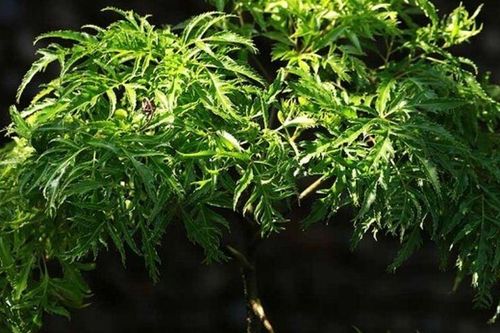 Loại rau bổ ngang nhân sâm kho cá thơm ngon gấp 10 lần, củ càng là 'báu vật', trồng trước nhà giúp hút lộc
