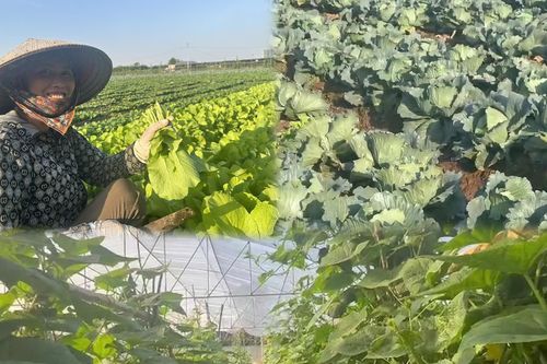 Giá rau xanh ở Hà Nội tăng 'chóng mặt', nguồn cung khan hiếm