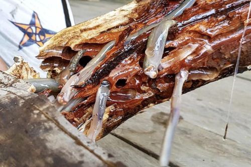 4 món đặc sản châu Á phải ăn tươi sống, Việt Nam cũng 'góp mặt' một món