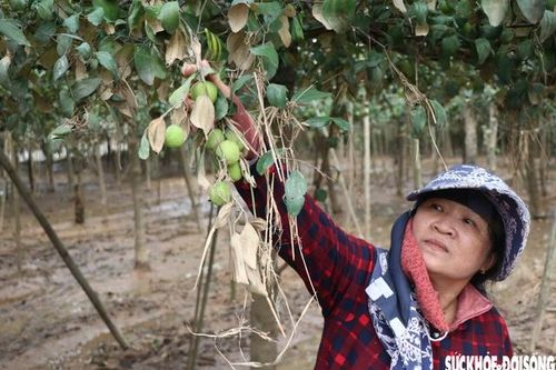 Nông dân Khánh Hòa kiệt quệ khi nho, táo, dê chết hàng loạt sau mưa lũ