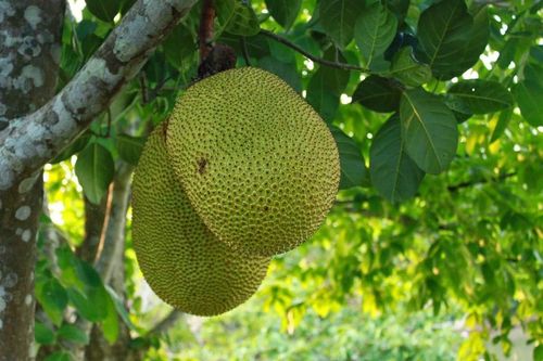 Tin vui với nông dân trồng mít Việt Nam