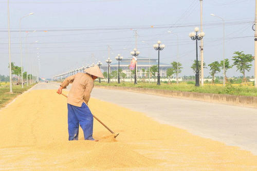 Pháp luật và cuộc sống: Vi phạm pháp luật vì phơi thóc trên đường