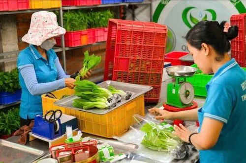 Nông nghiệp đô thị: Ứng dụng công nghệ cao để phát triển bền vững