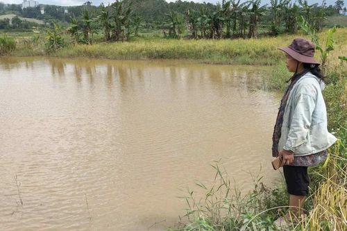 Quảng Ngãi: Thủy điện tích nước làm ngập đất trồng lúa