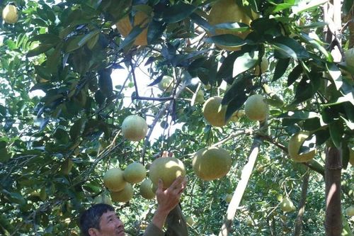 Đổi mới phương thức sản xuất, người dân Nhữ Khê làm giàu trên mảnh đất quê hương