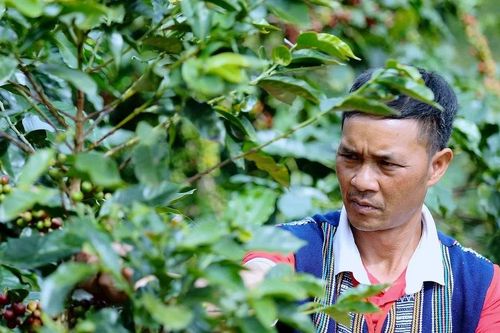 Đồng bào K'Ho gây dựng thương hiệu cà phê OCOP bên sườn núi Chư Mui