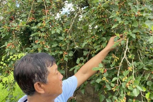 Nỗ lực giảm nghèo tại vùng Bảy Núi ở An Giang