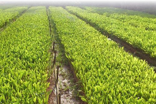Vinafor (HOSE: VIF) thoái vốn khỏi công ty âm vốn chủ, thu về 58 tỷ đồng: Lộ diện quỹ đất hơn 2.800m2 tại Hồ Tùng Mậu