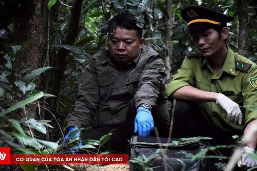 Tái thả 7 cá thể tê tê Java quý hiếm về tự nhiên