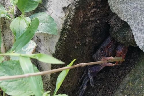 Tuyệt chiêu 'câu' loài đặc sản được du khách săn đón ở núi Cấm