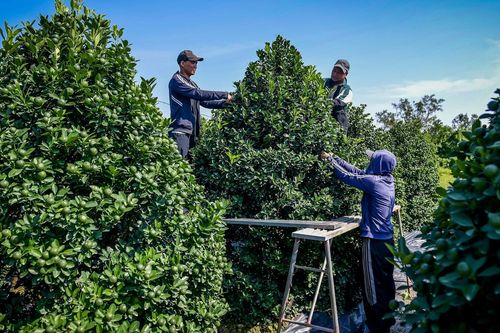 Quất cảnh Ninh Bình vào vụ Tết: Cây đẹp giá gần 40 triệu vẫn 'cháy hàng'