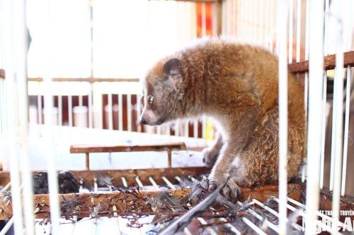 Nghệ An: Người dân giao nộp cá thể culi quý hiếm và nhiều loài chim hoang dã cho lực lượng chức năng