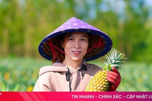 Niềm vui trên những cánh đồng dứa liên kết ở Hà Tĩnh