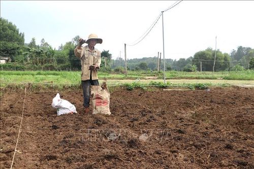 Quảng Ngãi tập trung tái sản xuất, chăn nuôi sau bão lũ